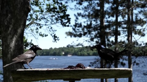 Two black birds compete over food by the lake.