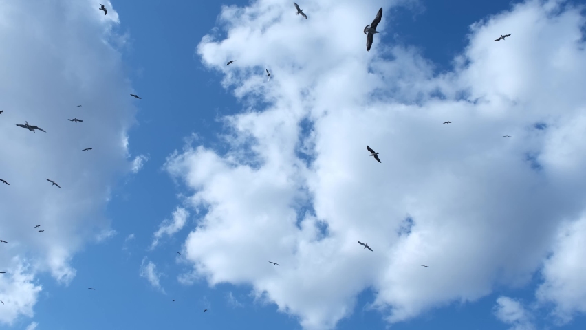 Seagulls Fly. Life is Short 스톡 동영상 비디오(100% 로열티 프리) 1067449136 | Shutterstock