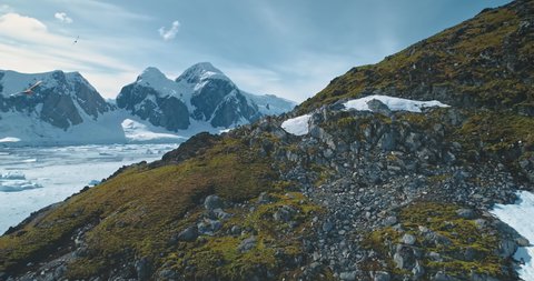 Mountain with rocks, mosses at antarctic landscape with hiking tourist. Environment nature variety of green grass and snow and ice icebergs at aerial view. Bird flying above traveler at mount hill
