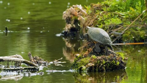 European pond turtle (Emys orbicularis) in natural habitat