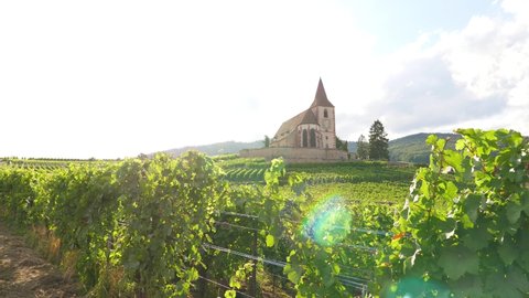 Look through sunlit vineyard to beautiful fortified church, Eglise Saint-Jacques-le-Majeur on top of hill. Camera move down at road along field, bright green leaves on foreground