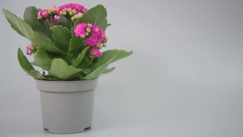 The concept of timely plant care. Blooming Kalanchoe stands in the frame. A woman's hand puts an alarm clock next to him first, then a container with liquid is added