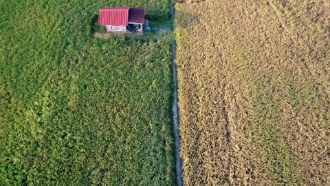 Aerial View Drone - Beautiful Scenery of Green Yellowish Paddy Field