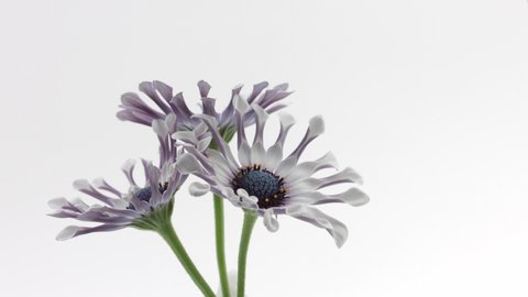 Flowers opening. Timelapse of beautiful Osteospermum Cape marguerite White Spoon flower blooming, isolated on white background. Time lapse. African daisy bunch of spring Easter flowers open, close-up 