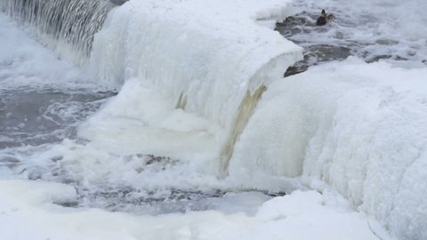 duck bird at the winter unfrozen waterfall