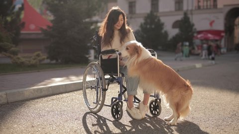 Pretty disabled invalid asian girl sitting on wheelchair and petting a guide dog while riding on outdoors. Border collie Video de stock