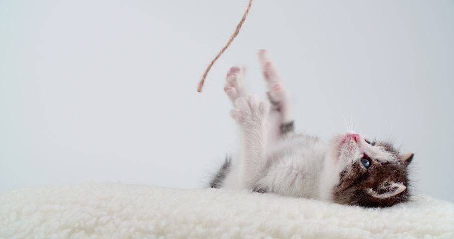 Playful blue eyed small kitten on white pillow and background