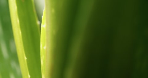 The aloe vera plant is spinning. The medicinal plant is used in cosmetology. Succulent plant leaves