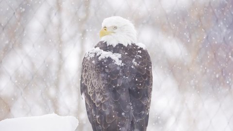 Weisskopfseeadler Kanada Stock Video Footage 4k And Hd Video Clips Shutterstock