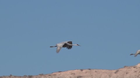 Flock of sandhill cranes in flight.