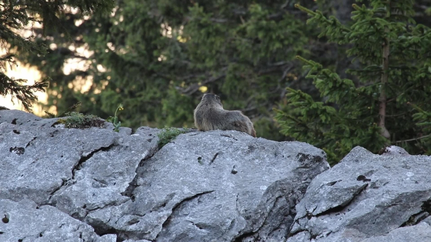 marmot sitting on a rock at sunset looking around