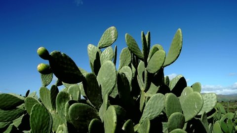 spring in Sicily cactus prickly pear typical food pan and zoom in on unripe fruits against blue sky 