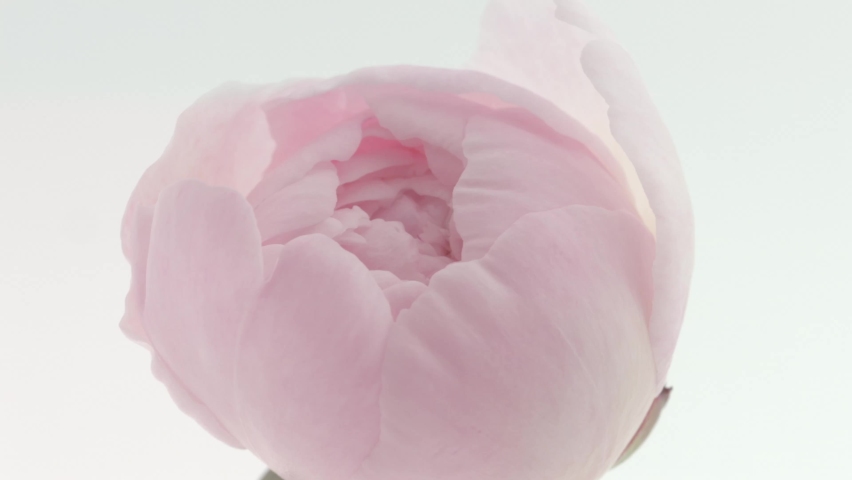 Beautiful pink Peony center background. Blooming peony flower open, time lapse, close-up. Wedding backdrop, Valentine's Day concept. Soft backdrop. UHD video timelapse Royalty-Free Stock Footage #1067486732