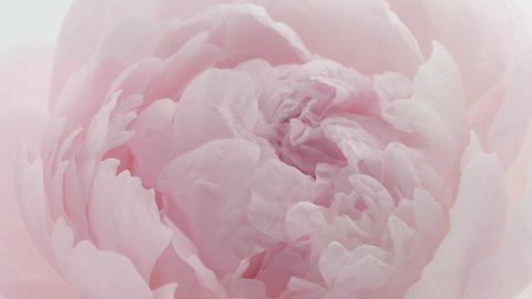 Beautiful pink Peony center background. Blooming peony flower open, time lapse, close-up. Wedding backdrop, Valentine's Day concept. Soft backdrop. UHD video timelapse