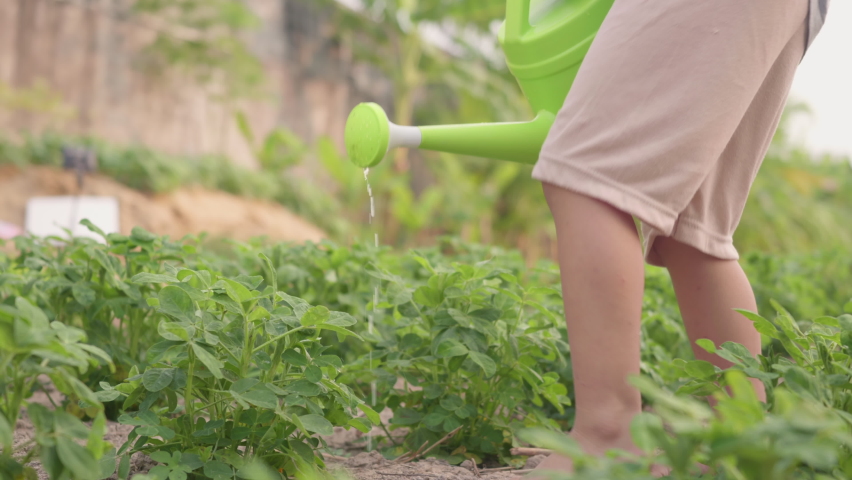 Asian little child boy preschool growing to learn watering the plant tree outside. Kid planting and waters vegetables on garden, Forestry environments concept. Slow motion from 60fps | Shutterstock HD Video #1067488133