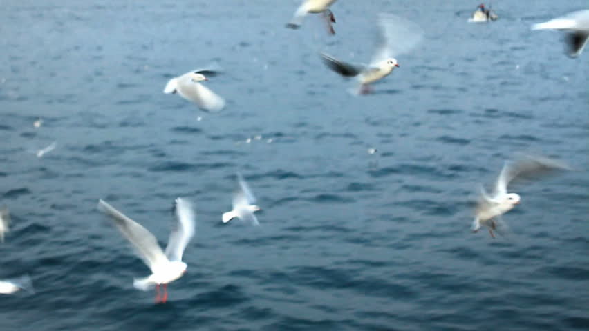 Flock of seagulls on the sea 