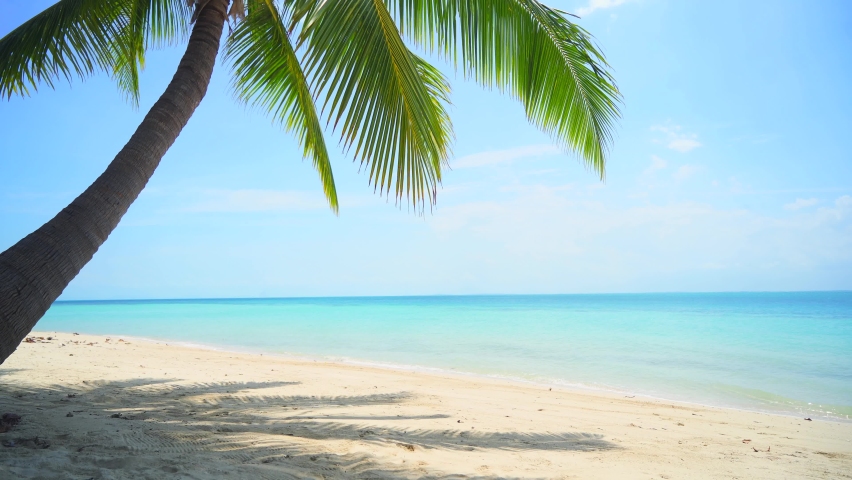 tropical beach sand palm tree Stock Footage Video (100% Royalty-free ...