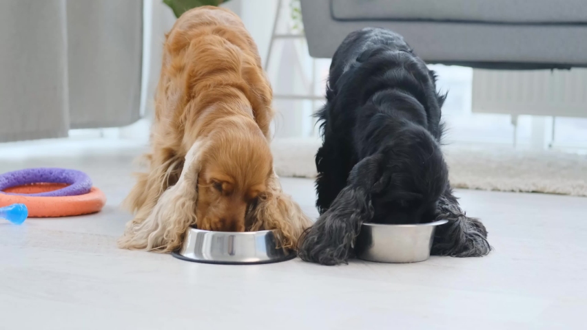 Pair of cocker spaniel dogs eating from bowls on floor at home Royalty-Free Stock Footage #1067494121