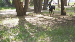 Happy doberman runs with his toy past the camera