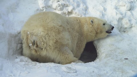 A white bear digs a lair Adlı Stok Video