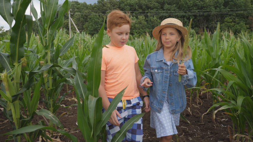 Cute girl holding in hand cornstalk and telling something her friend while going through corn field at organic farm. Small kids talking during walk among maize plantation. Concept of happy childhood