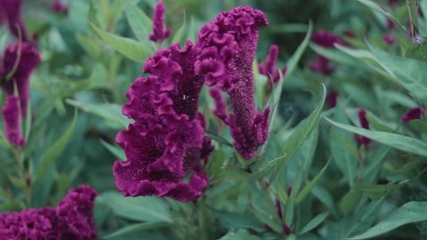 Cockscomb Flower or Celosia cristata with green leaves blooming. 
Beautiful Magenta Flower Stock Footage.