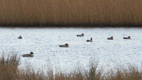 Northern Pintail and Eurasian Wigeon, birds on water in habitat
