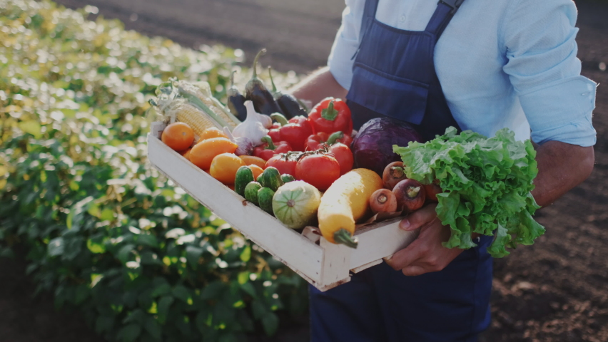 Close-Up Following Shot of Harvest Box with Fresh Ripe Vegetables from Local Eco Farm. Cultivation of Natural Products, Cargo Delivery, Transportation, Organic Food, Production. Royalty-Free Stock Footage #1067499296