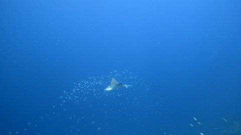Spotted Eagle Ray swim in coral reef of Caribbean Sea, Curacao