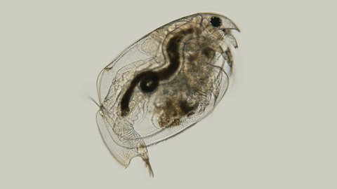 Crustacea Cladocera Eurycercus sp. under the microscope, Branchiopoda Class, Anomopoda Order. The common name is water flea. Sample found in the Volga River.