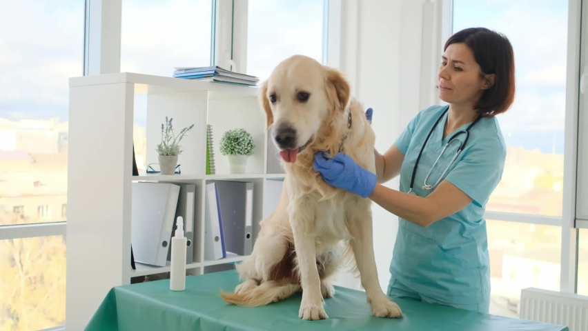 Veterinarian cheking golden retriever dog ear during appointment in veterinary clinic Royalty-Free Stock Footage #1067500541