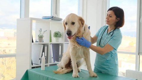 Veterinarian cheking golden retriever dog ear during appointment in veterinary clinic