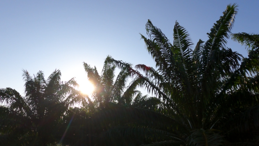 Bright Sun Light Ray Flare Stock Footage Video 100 Royalty Free Shutterstock