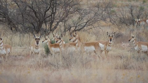 Herd of Pronghorn Antelope in Central Arizona