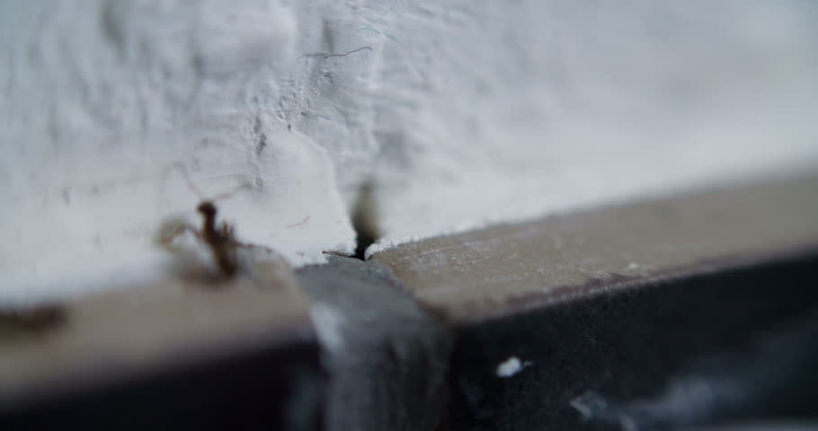 Ants in the Kitchen Ant Whole Macro Detail Shot | Shutterstock HD Video #10675070