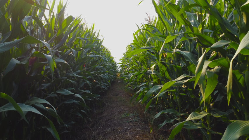 Camera point of view farmer walking through corn field in the evening and light shines sunset. Royalty-Free Stock Footage #1067508026