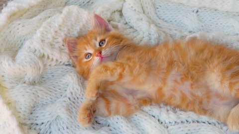 Ginger playful kitten playing on white knitted plaid.