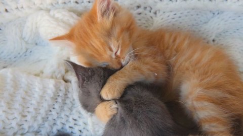 Ginger and gray playful kittens playing together on white knitted plaid. Healthy adorable domestic pets. cats