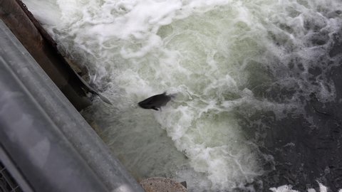 Port Hope, Ontario, Canada September 2019 Spectacular shots of Salmon migrating back to spawning grounds and jumping over dam and fish ladder up river