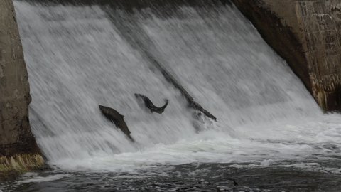 Port Hope, Ontario, Canada September 2019 Spectacular shots of Salmon migrating back to spawning grounds and jumping over dam and fish ladder up river