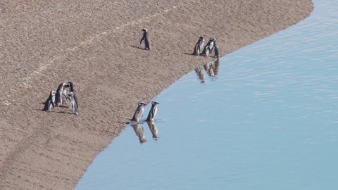 Standing Magellanic Penguins (Spheniscus Magellanicus) At The Shore Of Peninsula Valdes In Patagonia, Argentina. - Static Shot