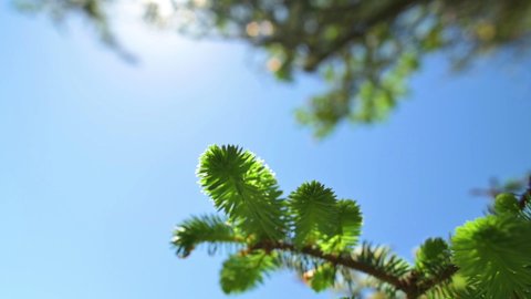 Close Up Of Douglas-fir Needles Against Blue Sky In Forest. - low angle