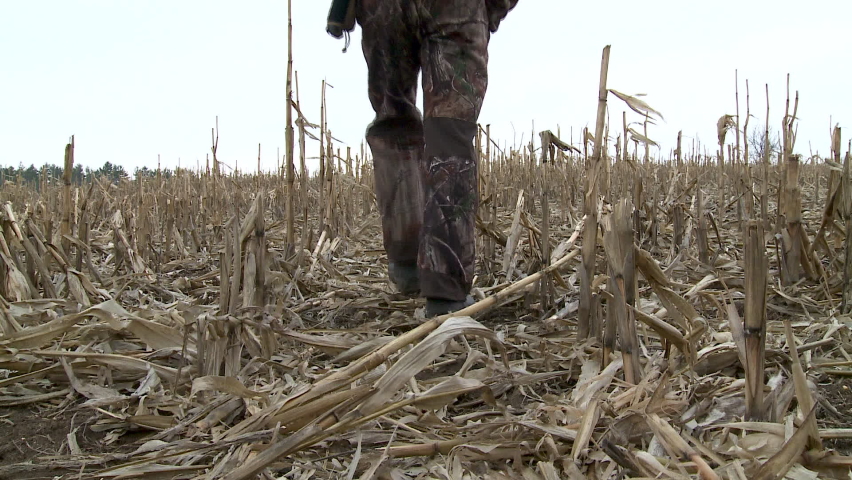 Hunter walking through cut corn field.
