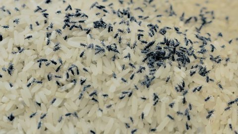 Medium closeup – footage of big group of rice weevils moving and feeding on Thai rice.