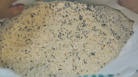 Wide shot – footage of hands moving rice bag having rice weevils feeding in it. Home pest control concept.