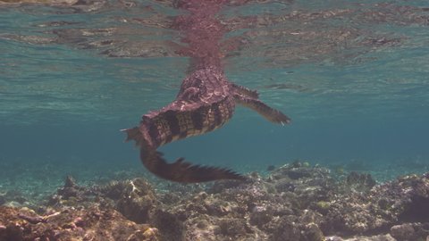 Crocodile resting on the Ocean surface filmed from underwater on a coral reef