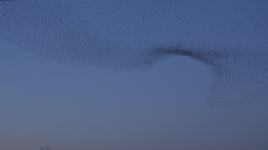Large flock of birds flying in murmuration in the knight sky UK 4K Royalty-Free Stock Footage #1067534201