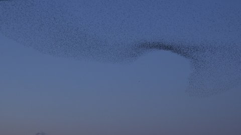 Large flock of birds flying in murmuration in the knight sky UK 4K