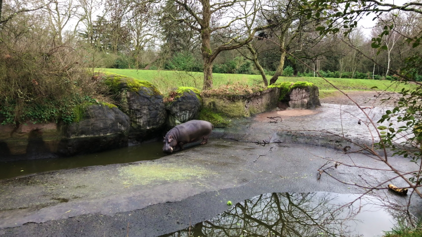 Hippopotamus roaming in its enclosure in the Seattle zoo