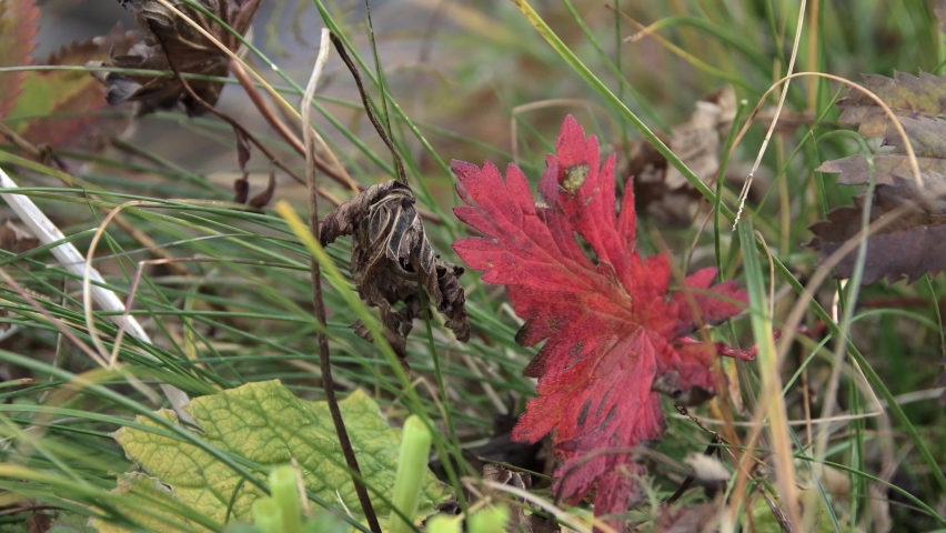 Red leaf on background of green grass. Colorful lawn on shore of lake. In background, river glimmers in blur. Dry stems of plants in autumn forest